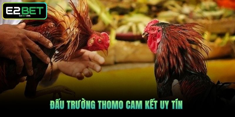 Trực Tiếp Đá Gà Thomo E2BET | Trận Chiến Rực Lửa Tại Đấu Trường 3 Đấu trường Thomo cam kết uy tín