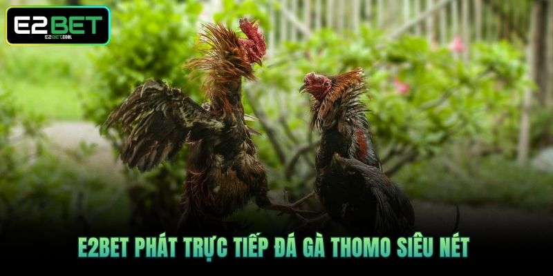 Trực Tiếp Đá Gà Thomo E2BET | Trận Chiến Rực Lửa Tại Đấu Trường 2 E2BET phát trực tiếp đá gà Thomo siêu nét