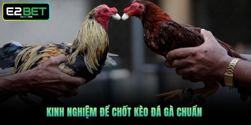 Trực Tiếp Đá Gà Thomo E2BET | Trận Chiến Rực Lửa Tại Đấu Trường 4 Kinh nghiệm để chốt kèo đá gà chuẩn